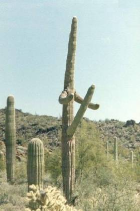 catus